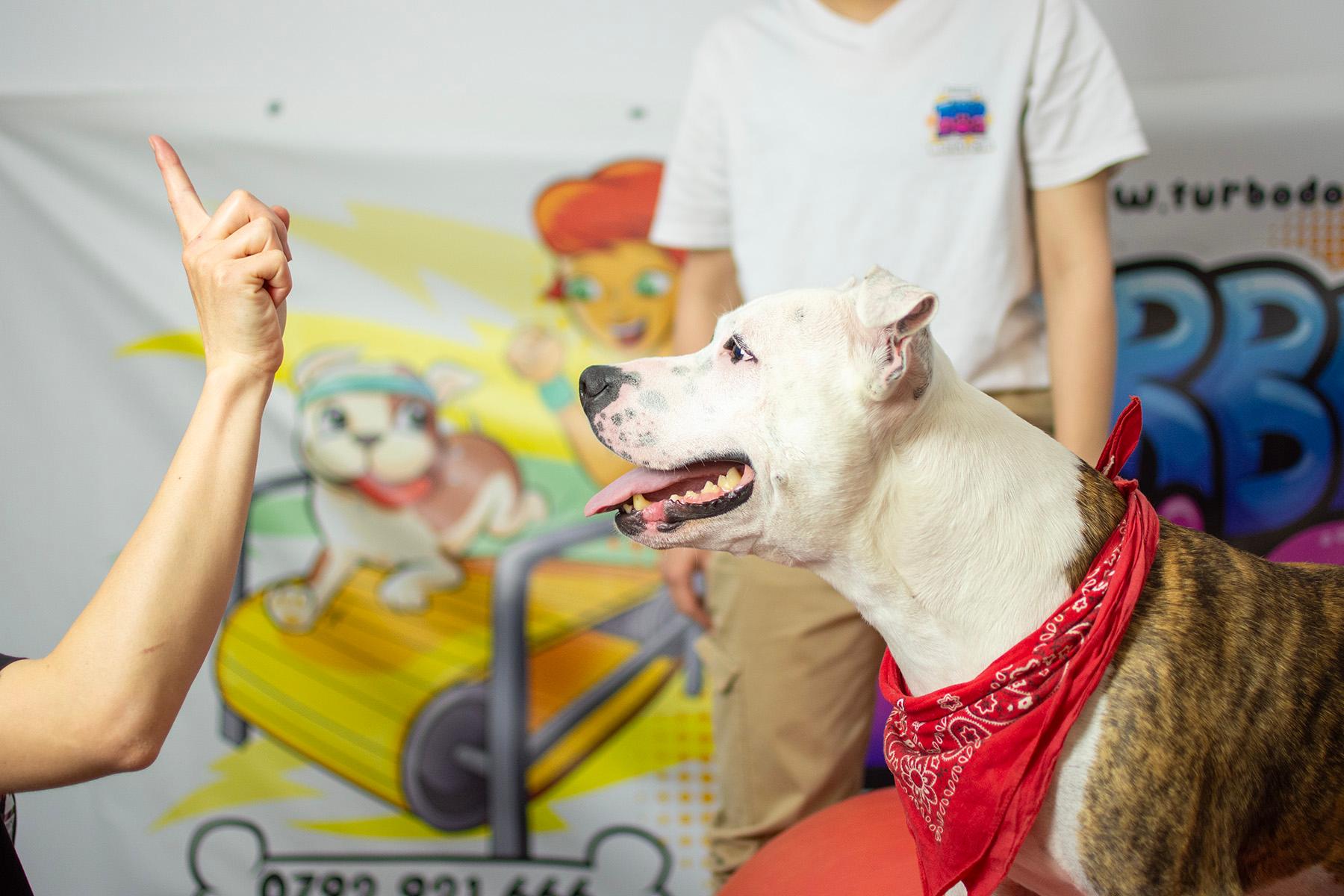 dog with van